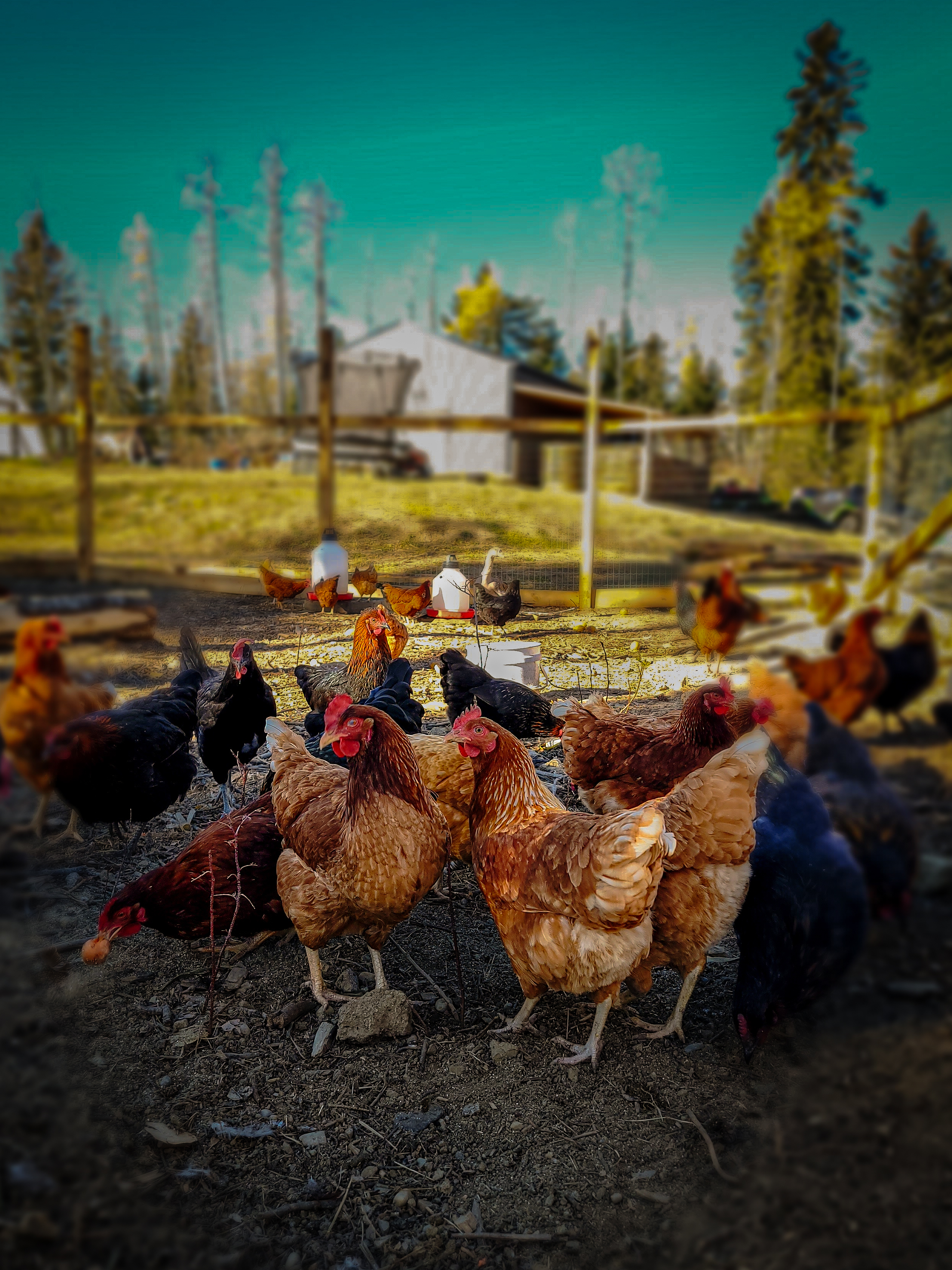 Free-range chickens at Baraka Farm